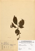 藏品(台閩苣苔(俄氏草))的圖片